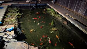 Fishy.jpg